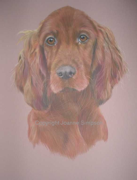 Red Setter portrait by Joanne Simpson